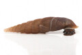 Oospira umbratica Cuc Phuong, Vietnam